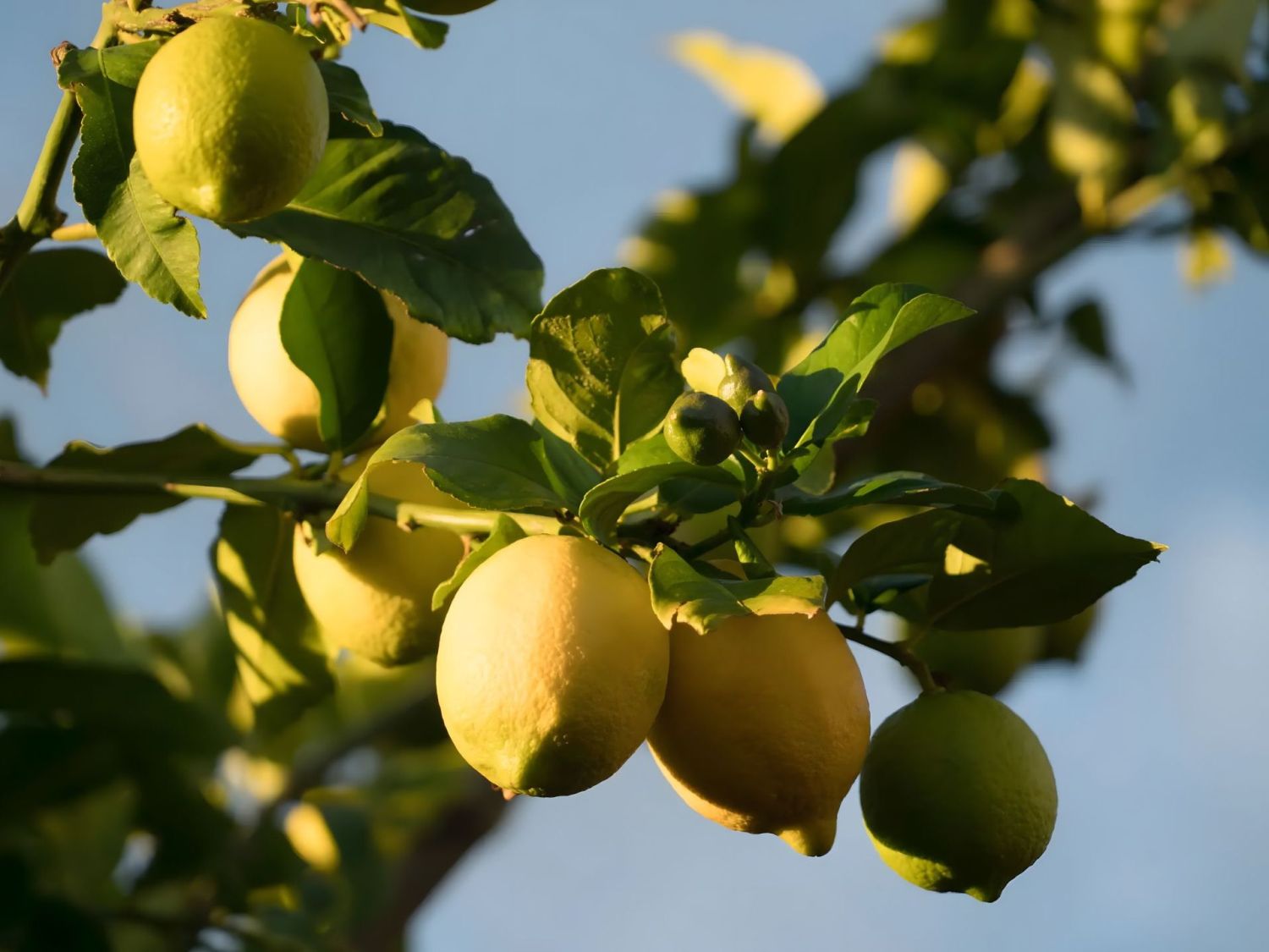 Limone siciliano: curiosità, benefici e impieghi