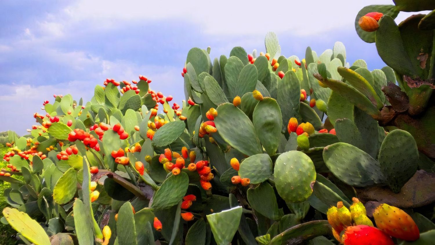 Fico d'India: Il tesoro nascosto della Sicilia nel cuore del liquore Paesano