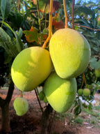 Mango Kensington Pride
